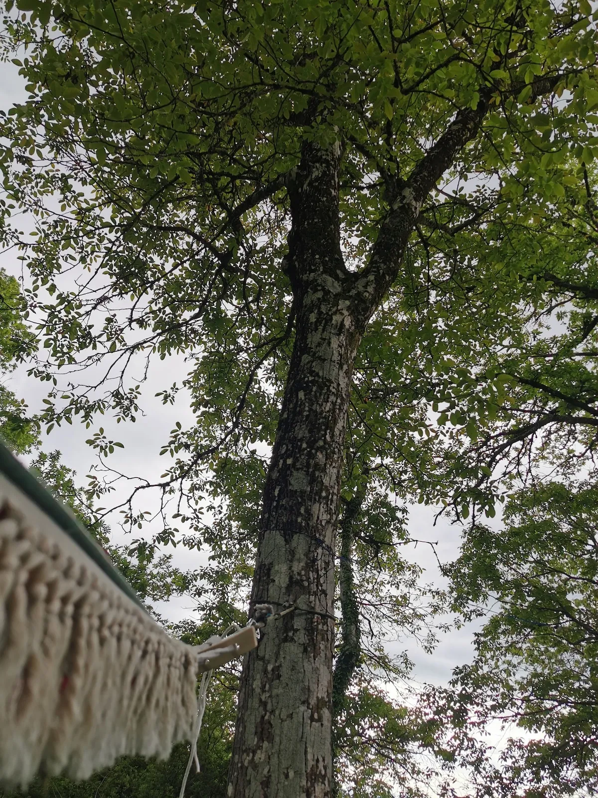 Castaños centenarios alrededor de la casa